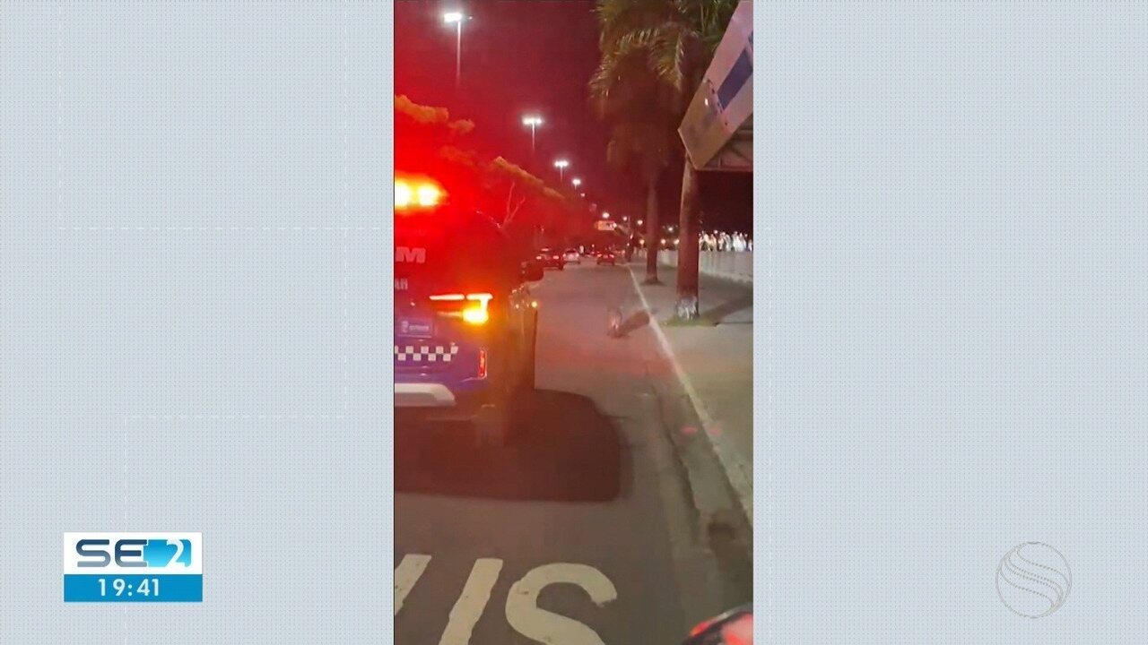 70 animais de estimação são disponibilizados para adoção em Aracaju neste fim de semana